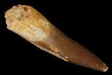 Fossil Plesiosaur (Zarafasaura) Tooth - Morocco #163760-1
